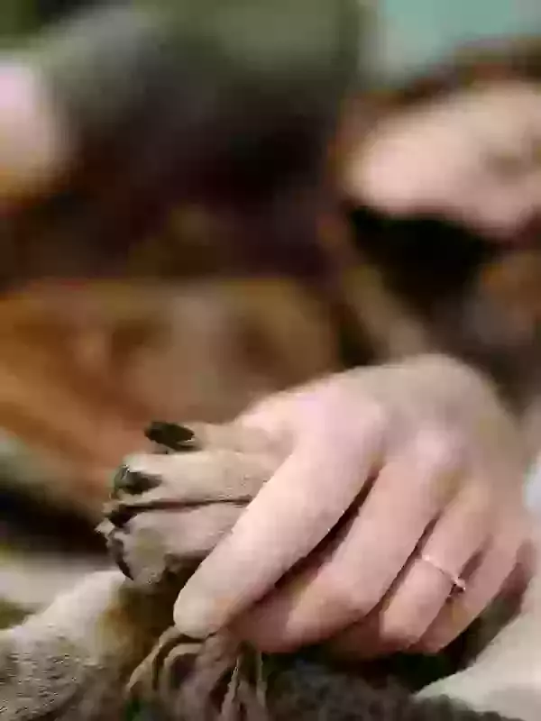 What Is Pet Exhumation?